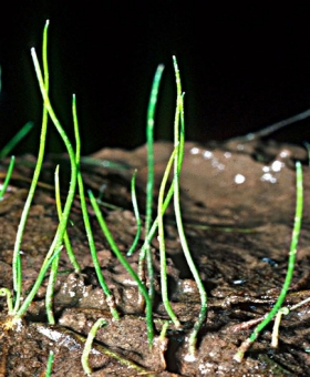 Pilularia 1