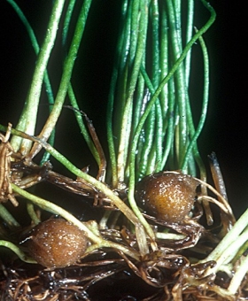 Pilularia 2