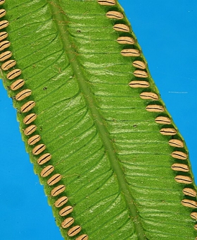 Ptisana 2 marattia low2