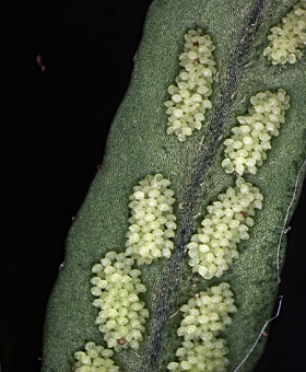 Notogrammitis 2