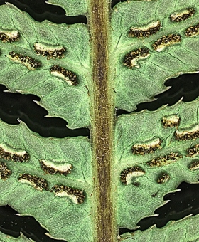 Blechnum 2b