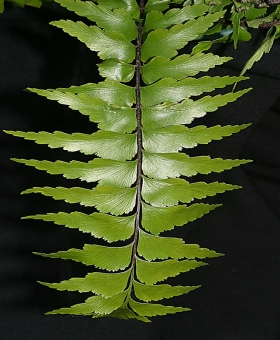 Asplenium 1b