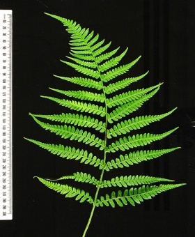 Deparia 1