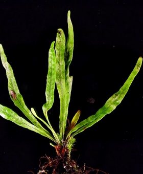 Notogrammitis 1