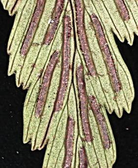 Asplenium 2b