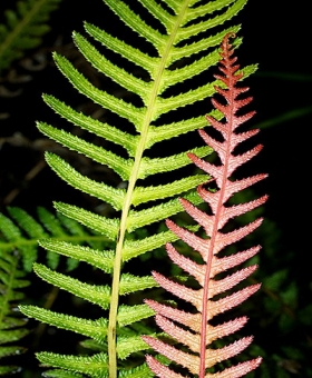 Blechnum 1b