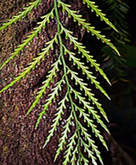 Asplenium 1a