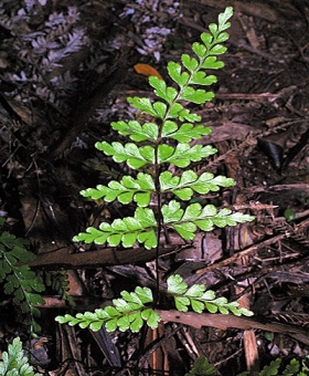 Lindsaea 1