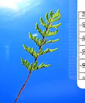 Cheilanthes 1