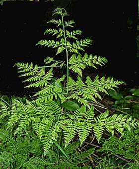 pteris_trem_lf2a_lj