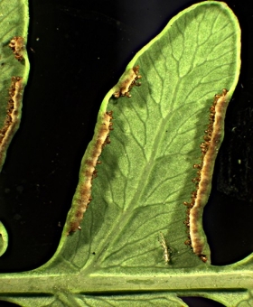 Histiopteris 2