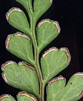 Lindsaea 2
