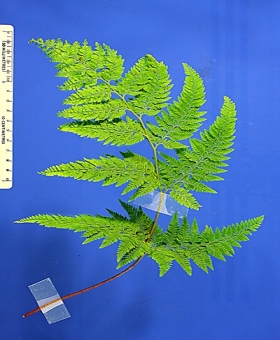 Paesia 1