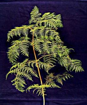 pteridium_frond5