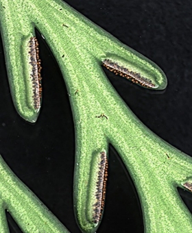 Asplenium 2a