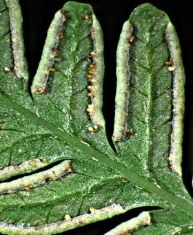 pteris_trem_sor3_lj