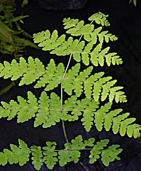 Histiopteris 1