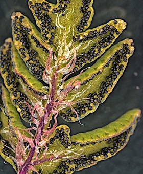 Cheilanthes 2