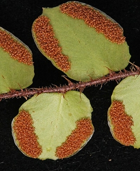 Pellaea 2