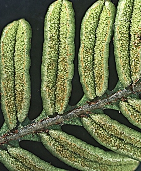 Blechnum.