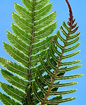 Blechnum 1