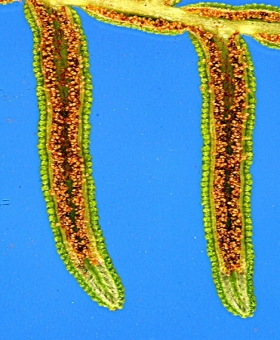 pteridium_sorus1