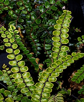 Pellaea 1