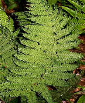Leptopteris 1
