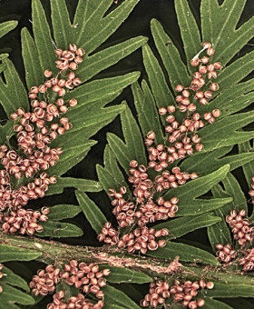 Leptopteris 2