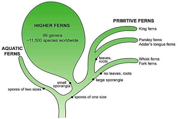 fern_tree(700) fern_tree(700)