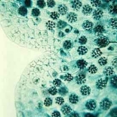 Reproduction