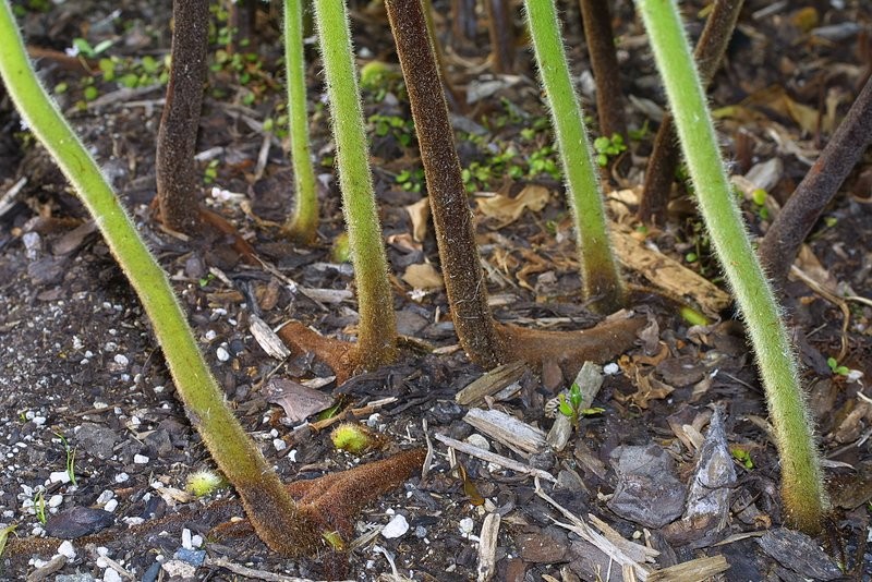 Network of branching rhizomes with frond stalks (stipes)