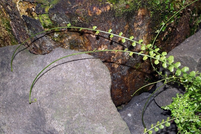 Mature fronds, the distal midrib (rachis) of the frond lacks leaflets