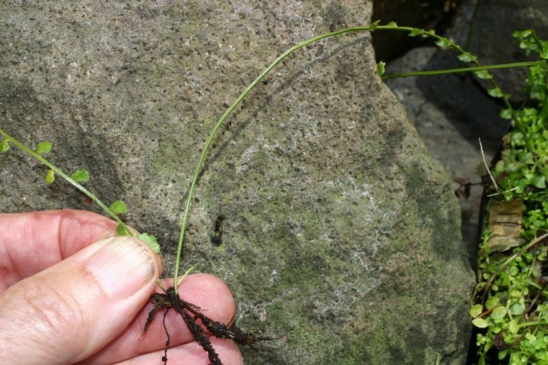 Older plantlet with young frond