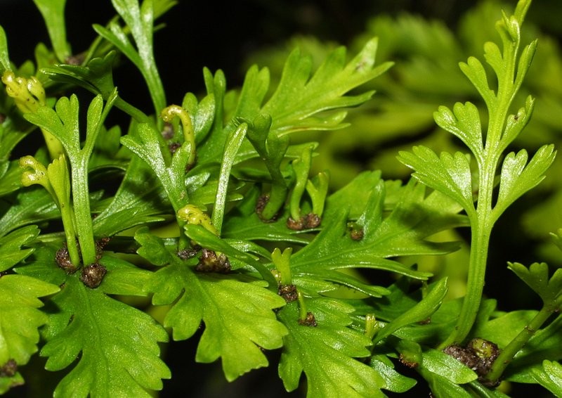 Frond upper surface with plantlets