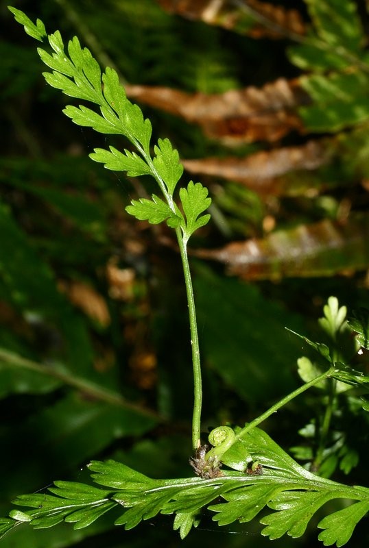 Plantlet, mature second frond