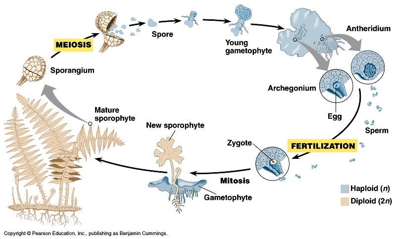 From Sporangium, meiosis: spore, young gametophyte, antheridium, archegonium, (sperm and egg) to fertilization: zygote, gametophyte, new sporophyte, to Mature sporophyte ready to reproduce. The life cycle of the fern.