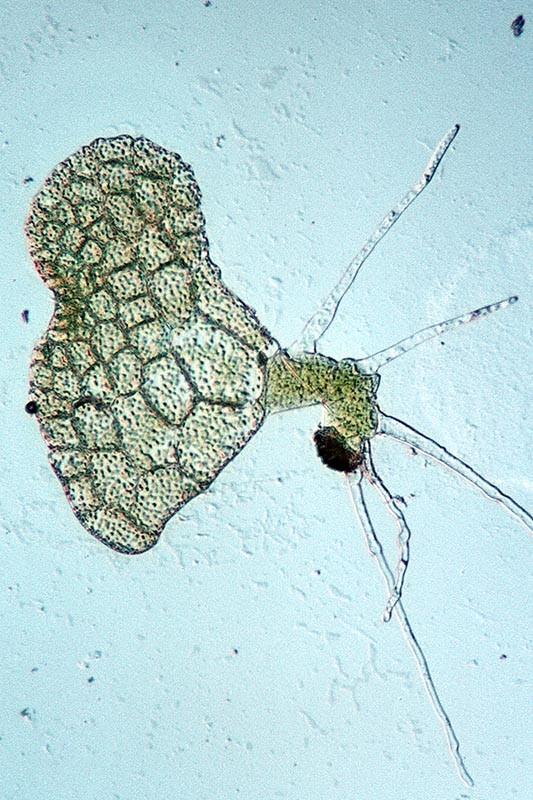 pteridium_gam1_(800) pteridium_gam1_(800)