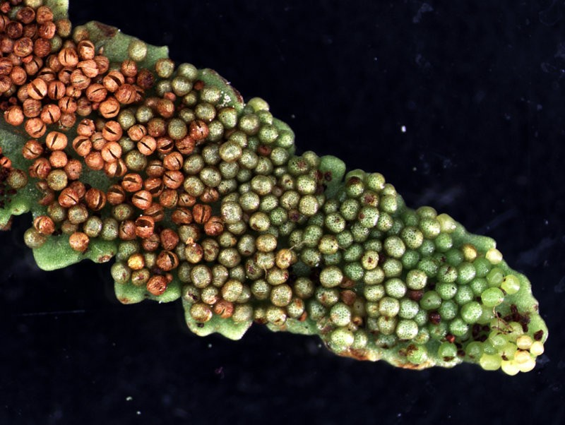 Fertile leaflet, lower surface with scattered sporangia Fertile leaflet, lower surface with scattered sporangia