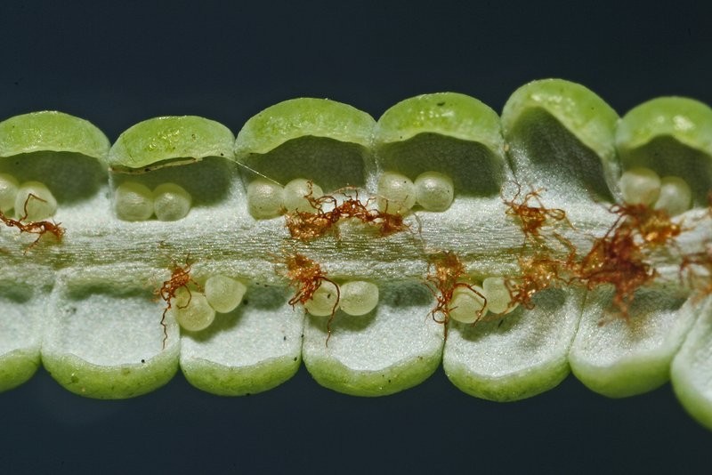 Leaflet lower surface, unopened sporangia