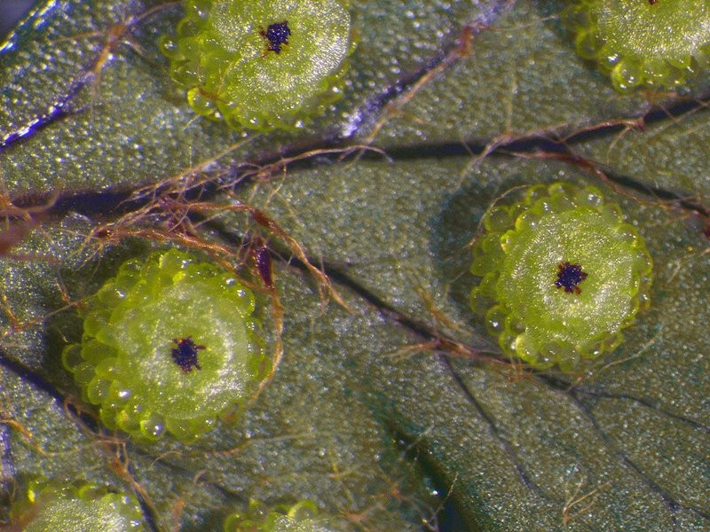 Young sori with indusium covering unopened sporangia Young sori with indusium covering unopened sporangia