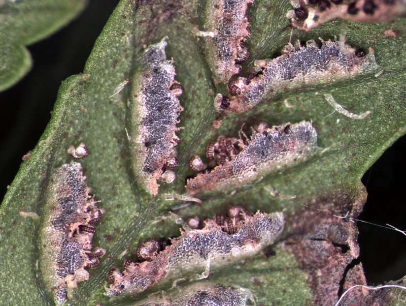 Sori with indusium covering and mature sporangia Sori with indusium covering and mature sporangia