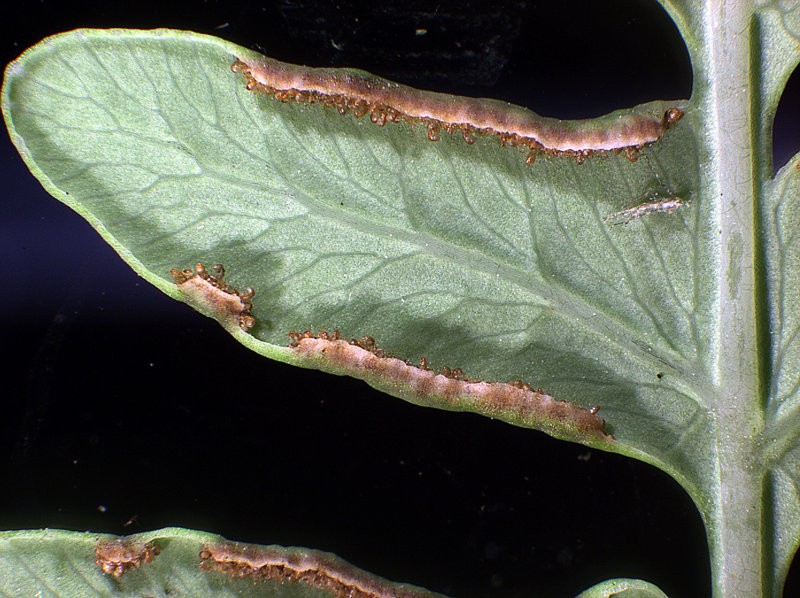 Fertile leaflet, lower surface with marginal sori Fertile leaflet, lower surface with marginal sori
