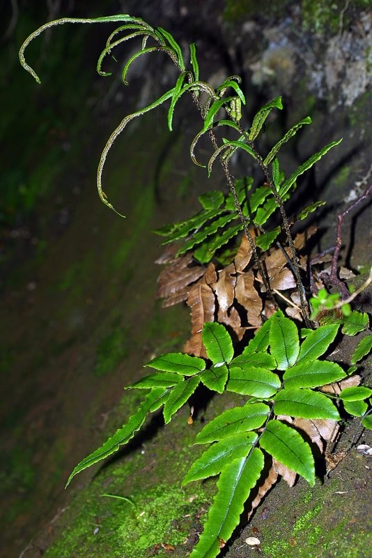 Plant with erect fertile fronds and prostrate sterile fronds Plant with erect fertile fronds and prostrate sterile fronds