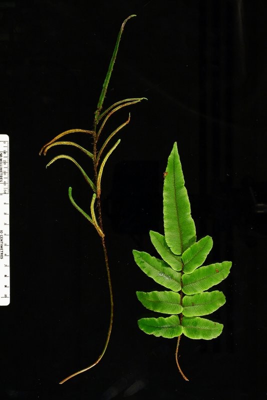 Fertile frond (left) and sterile frond (right)