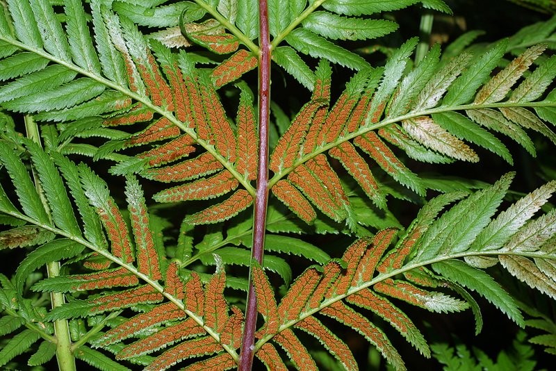 Fertile frond lower surface, basal portion with fertile secondary leaflets