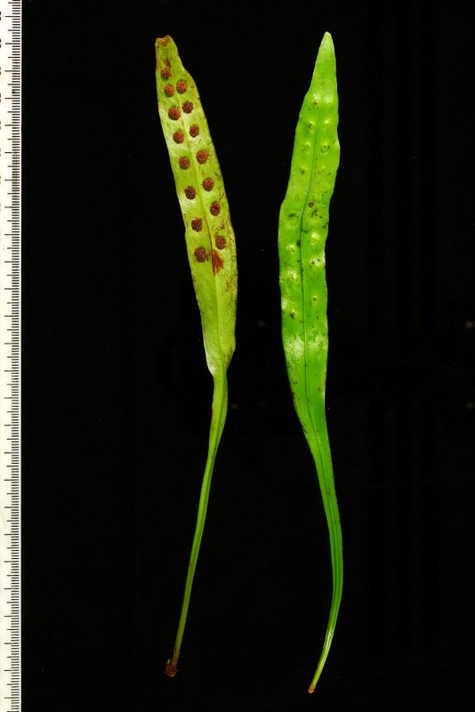 Fertile fronds, lower (left) and upper (right) surfaces