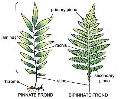 fern_frond_lge fern_frond_lge