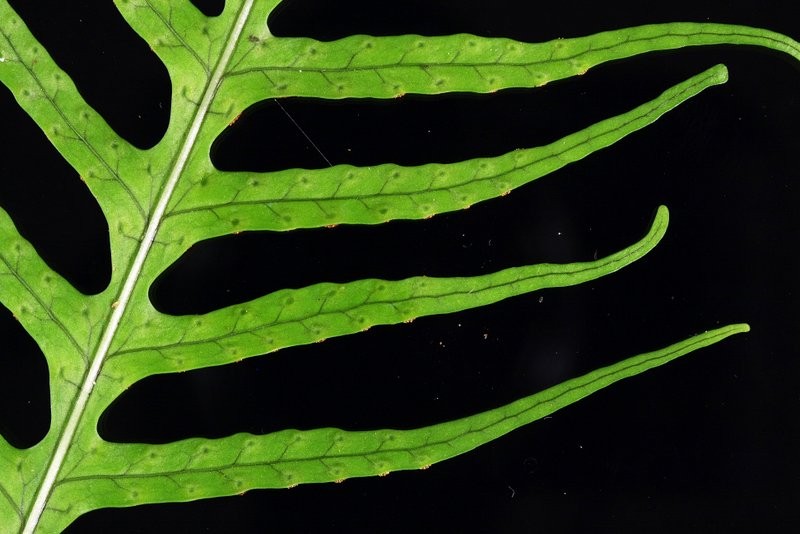 Adult frond upper surface, midrib (rachis) with leaflets Adult frond upper surface, midrib (rachis) with leaflets