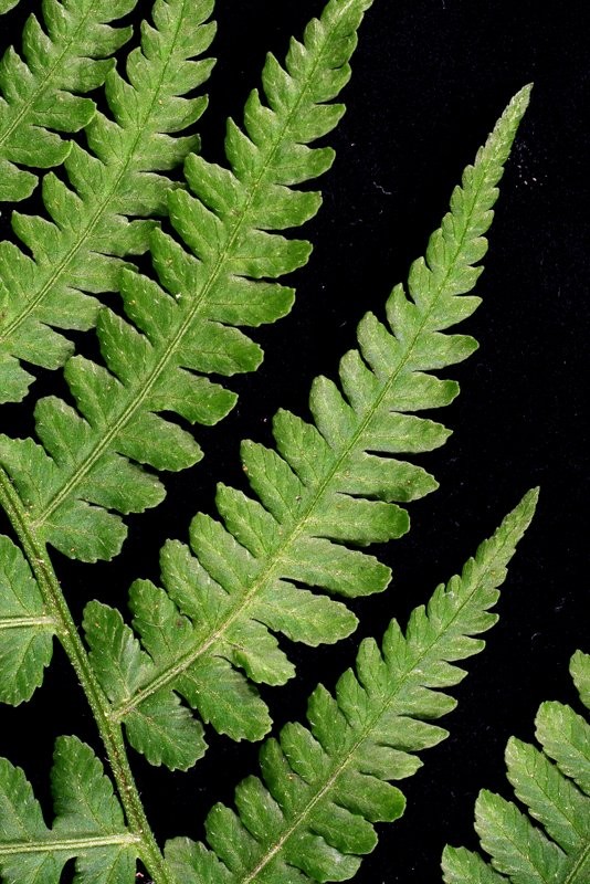 Frond upper surface, midrib (rachis) with leafletls